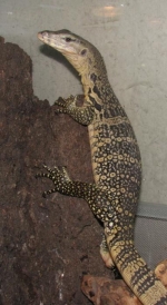 Varanus salvator