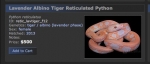 Lavender Albino Tiger Reticulated Python