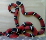 Lampropeltis triangulum sinaloae