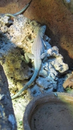 Oplurus fierinensis