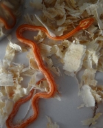 Pantherophis guttatus guttatus “albino motly striped