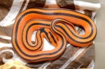 Oreocryptophis p. coxi