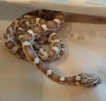 Pantherophis guttatus guttatus 