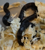 Lampropeltis getulus californiae 