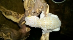 Gekko gecko