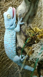 Gekko gecko