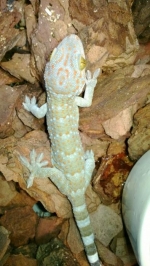 Gekko gecko