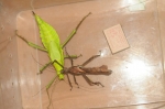 Heteropteryx dilatata 1