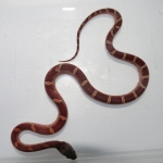 pied bloodred