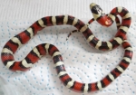 Lampropeltis pyromelana pyromelana