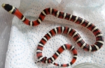 Lampropeltis pyromelana woodini