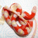 Lampropeltis triangulum nelsoni “albino”