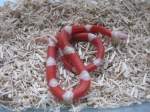 Молочная змея (Lampropeltis triangulum)