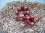 Молочная змея (Lampropeltis triangulum)