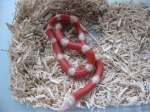 Молочная змея (Lampropeltis triangulum)