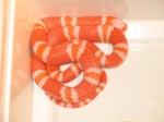 lampropeltis hondurensis albino orange