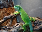 Brachylophus fasciatus